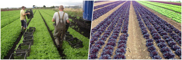 Bryans Salads are growers and packers of lettuce on the rural peatlands of the fertile West Lancashire plain