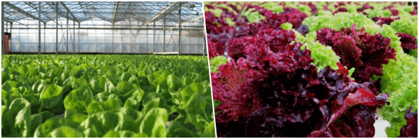 Gore Hall Farm - Lettuce We farm 400 acres of outdoor land and some 12 acres of computer-controlled glasshouses